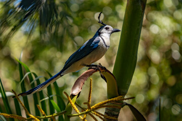 White­ Throated Magpie Jay