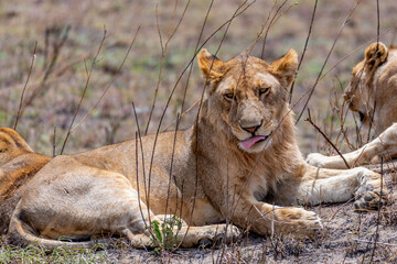 Wild lionesses in the Serengeti National Park in the heart of Africa