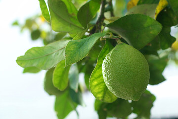 Lemon tree with lemons, close up
