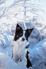 Border collie. Rasowy pies. Szkolenie psów. Inteligentne psy. Portrety psów. Zabawa ze zwierzakiem. Psie sesje zdjęciowe. Śmieszne psy. Słodki pies. Ulubieniec. Urocza poza.