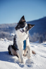Border collie. Rasowy pies. Szkolenie psów. Inteligentne psy. Portrety psów. Zabawa ze zwierzakiem. Psie sesje zdjęciowe. Śmieszne psy. Słodki pies. Ulubieniec. Urocza poza.