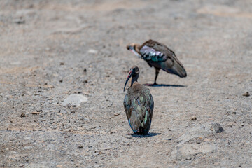 Wild birds in Serengeti National Park