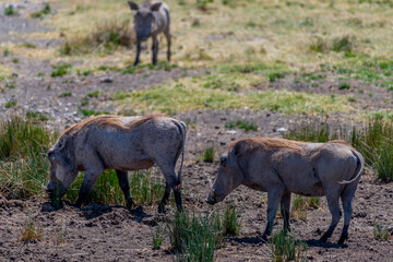 Wild pumba in Serengeti National Park