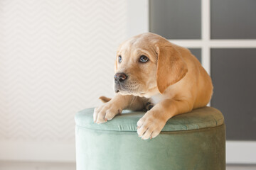 Labrador puppy in home interior