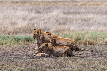 Wild lionesses in the Serengeti National Park in the heart of Africa