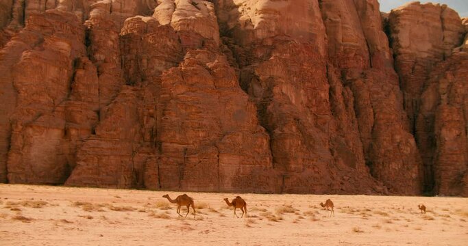Couple of Camels Marching across Area with Rock Formations around in Wadi Rum Desert in Jordan, Middle East, Asia. Group of Dromedaries walking through Sandy field in sun. 4k panning wide shot