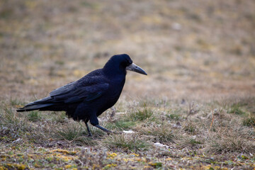 Obraz premium crow on the ground