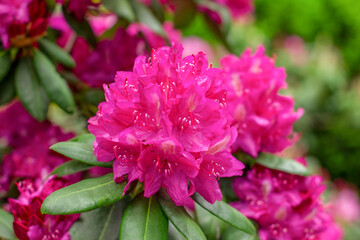 Pink rhododendron or azalea flower