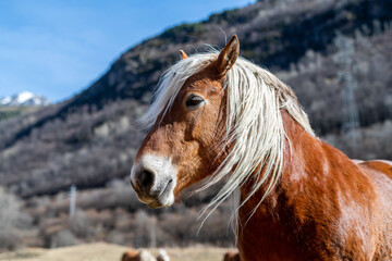 Pyrenean horse grazing outdoors on a sunny day