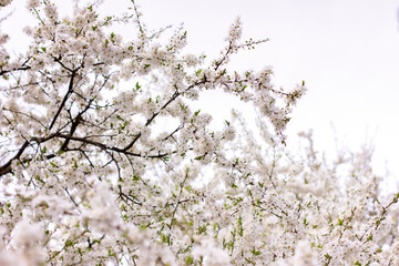 Cherry blossom branches
