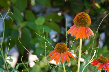 Closeup of orange Echinacea flower heads in a cottage flower garden