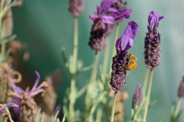 Closeup of a honeybee collecting pollen on Lavender flowers in a garden