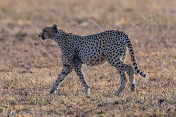 Wild cheetah in serengeti national park
