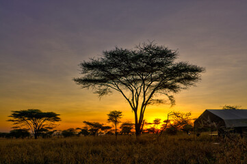 Savannah landscape in Serengeti National Park