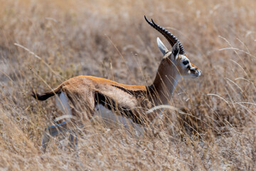 Wild Thomson's gazelles in serengeti national park