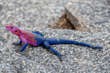 lizard basking in the sun in serengeti national park