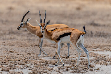 Wild Thomson's gazelles in serengeti national park