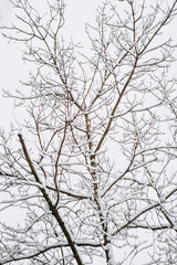 Fototapeta na wymiar Tree with white snow on branches in frost. Photography, beautiful winter nature.