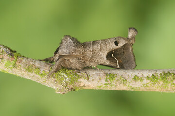 Closeup on the rare Scarce Chocolate-tip ,Clostera anachoreta, sitting on a twig
