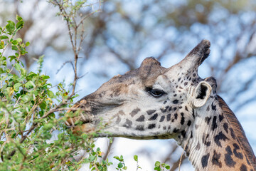 wild giraffe in Serengeti National Park in the heart of Africa