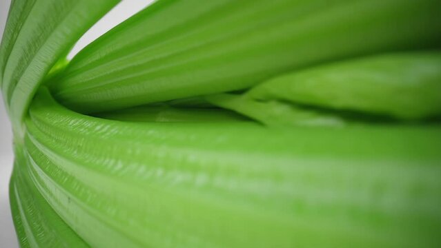 Macro shot fresh green celery stalks lying on white board isolated white studio background. Side view slider dolly extreme close-up. Laowa 24mm probe lens. Healthy eating green vegetables