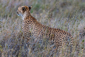 Wild cheetah in serengeti national park