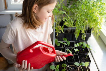 cute girl watering plants at home from a red watering can on the windowsill. concept of learning and care. Healthy seedlings, hobby gardening