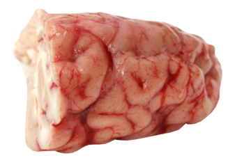 Brain of a cow