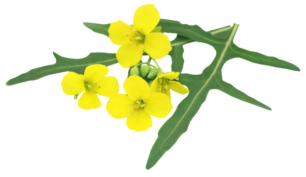 Fresh arugula or rucola leaves with flowers