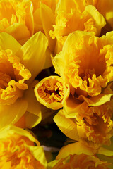 yellow flowers, spring, blossom, nature, fresh 