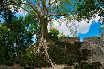 Dzibanch&eacute; means &ldquo;writing on wood&rdquo; This name comes from large wooden lintel contained in the Temple of the Lintels that has eight glyphs carved into the quebracho wood. Quintana Roo , Mexico 11 02 2022