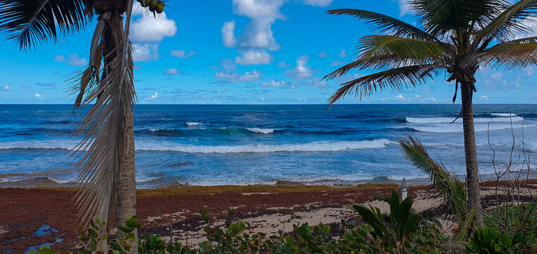 Bathsheba beach Barbados, Atlantic Ocean sea, big white breakers, turquoise sea, white sand and palm trees