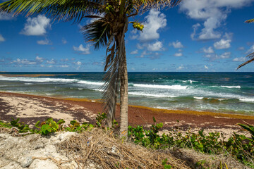 Bathsheba beach Barbados, Atlantic Ocean sea, big white breakers, turquoise sea, white sand and palm trees