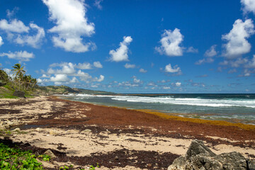 Bathsheba beach Barbados, Atlantic Ocean sea, big white breakers, turquoise sea, white sand and palm trees