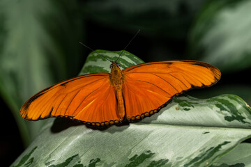 Orange Julia Butterfly