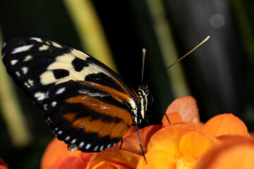 Tiger Longwing Butterfly.