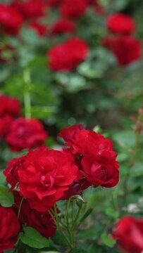 Vertical video of red roses in a garden slowly swaying