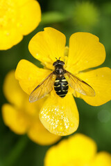 Closeup on the yellow girdled syrph, Dasysyrphus tricinctus on a yellow buttercup flower