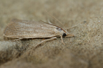 Closeup on a pale colored Bulrush Veneer moth,  Calamotropha paludella sitting on stone