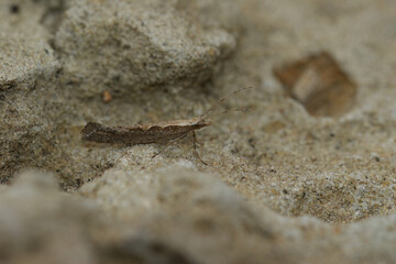 Closeup on the small Diamond-back micro moth, Plutella xylostella, sitting on a stone
