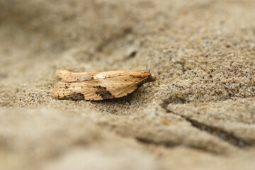 Closeup on a rather small Cyclamen tortrix moth, Clepsis spectrana sitting on a stone in the garden
