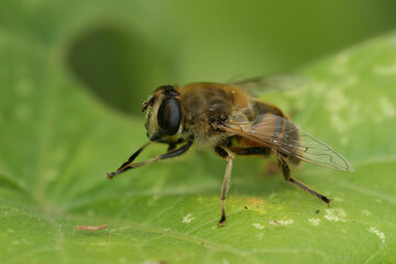 Closeup on a honey bee mimicking dron,e fly, sitting on a green leaf