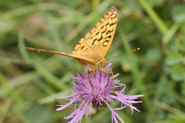 Closeup on an a colorful silver-washed fritillary, Argynnis paphia on a purple Centaurea flower
