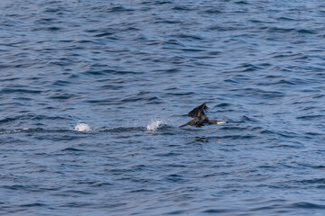 A winter morning on the cliffs photographing birds: curlews, waders, cormorants...