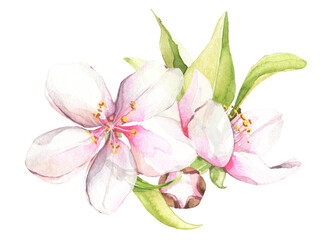 White cherry blossoms bouquet. Watercolor painted floral arrangement. Cut out hand drawn PNG illustration on transparent background. Isolated clipart.