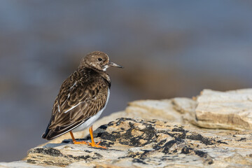 A winter morning on the cliffs photographing birds: curlews, waders, cormorants...
