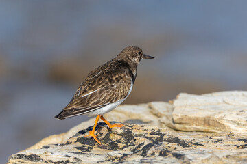 A winter morning on the cliffs photographing birds: curlews, waders, cormorants...