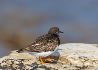 A winter morning on the cliffs photographing birds: curlews, waders, cormorants...