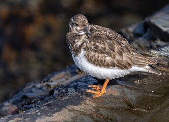 A winter morning on the cliffs photographing birds: curlews, waders, cormorants...