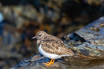 A winter morning on the cliffs photographing birds: curlews, waders, cormorants...